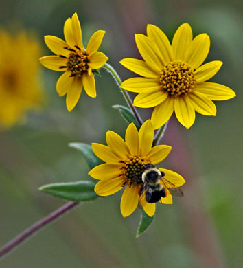 Schweinitz's Sunflower