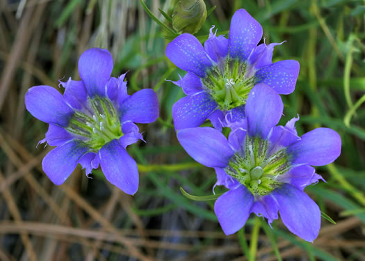 image of Gentiana autumnalis, Pinebarren Gentian, Autumn Gentian