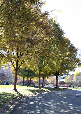 image of Ulmus parvifolia, Lacebark Elm, Chinese Elm