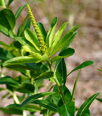 image of Stillingia sylvatica, Queen's-delight