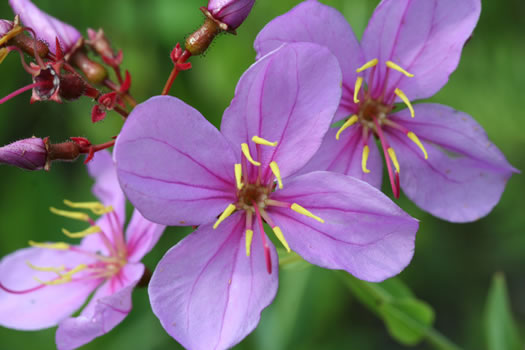 image of Rhexia alifanus, Smooth Meadowbeauty, Savanna Meadowbeauty