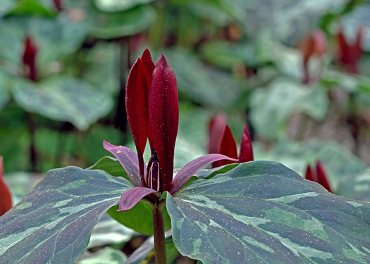 Mottled Trillium