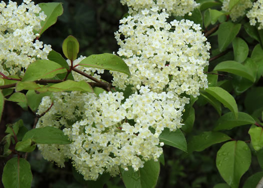 image of Viburnum prunifolium, Blackhaw, Nannyberry