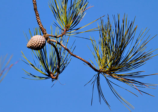 image of Pinus serotina, Pond Pine, Pocosin Pine, Marsh Pine