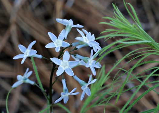 image of Amsonia ciliata, Sandhill Bluestar, Fringed Bluestar