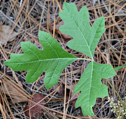 Toxicodendron pubescens, Poison Oak, Southeastern Poison Oak