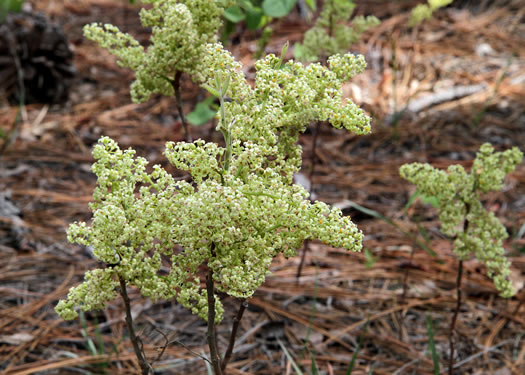 Toxicodendron pubescens, Poison Oak, Southeastern Poison Oak