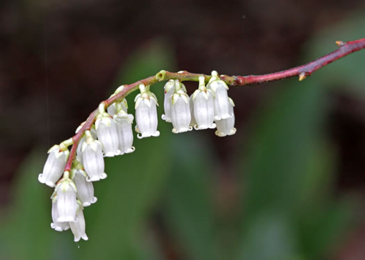 image of Eubotrys recurvus, Mountain Sweetbells, Mountain Fetterbush, Deciduous Fetterbush