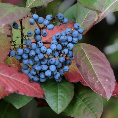 image of Viburnum nudum, Southern Wild Raisin, Possumhaw, Swamp Viburnum, Swamp-haw