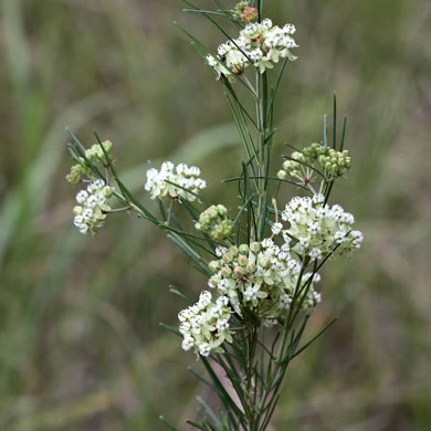 image of Asclepias verticillata, Whorled Milkweed, Narrowleaf Milkweed