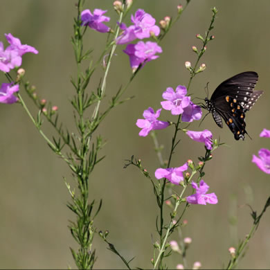 image of Agalinis fasciculata var. fasciculata, Fascicled Purple Gerardia, Southeastern Agalinis, Beach False Foxglove, Fascicled Gerardia