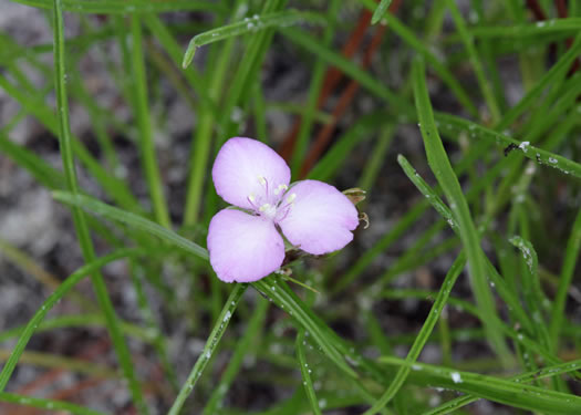 Grassleaf Roseling