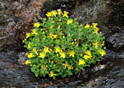 image of Hypericum buckleyi, Granite Dome St. Johnswort, Mountain St. Johnswort, Buckley's St. Johnswort, Dwarf St. Johnswort