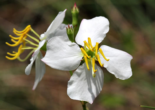 image of Rhexia mariana var. exalbida, White Meadowbeauty