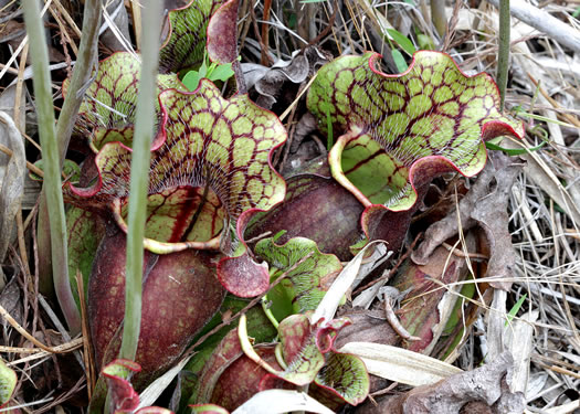 image of Sarracenia purpurea var. venosa, Southern Purple Pitcherplant, Frog's Breeches, Hunter's Cup