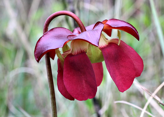 Southern Purple Pitcherplant