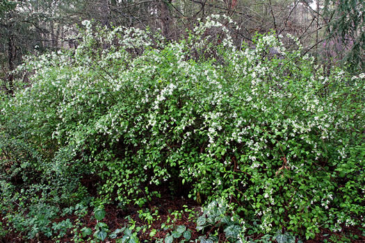 image of Neviusia alabamensis, Alabama Snow-wreath, Neviusia