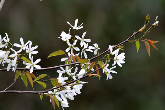 image of Amelanchier laevis, Smooth Serviceberry, Allegheny Serviceberry