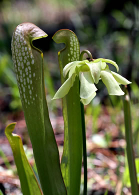 Hooded Pitcherplant