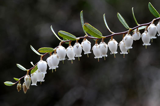 image of Chamaedaphne calyculata, Leatherleaf, Cassandra