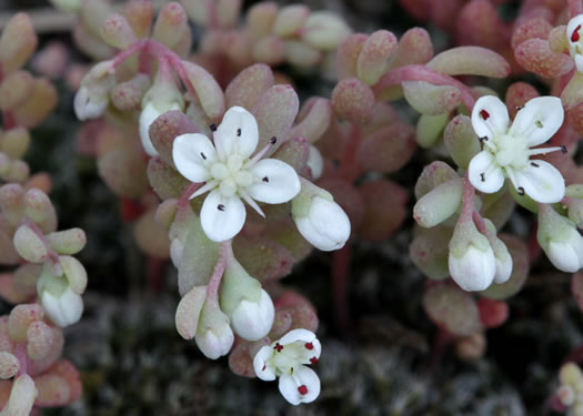 image of Sedum pusillum, Puck's Orpine, Granite Stonecrop