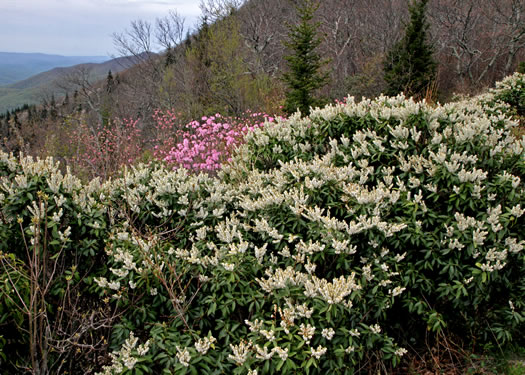 image of Pieris floribunda, Evergreen Mountain Fetterbush, Mountain Andromeda