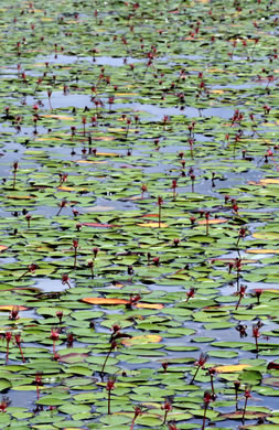 image of Brasenia schreberi, Water-shield, Purple Wen-dock