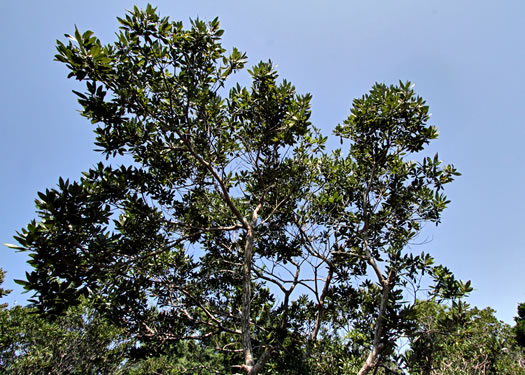 image of Tamala borbonia, Upland Redbay, Tisswood