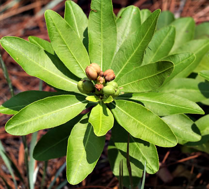 image of Stillingia sylvatica, Queen's-delight