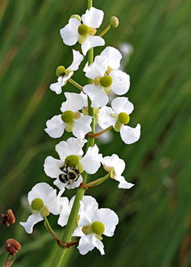 image of Sagittaria lancifolia var. media, Scimitar Arrowhead, Bulltongue Arrowhead