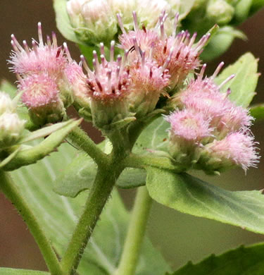 image of Pluchea baccharis, Rosy Camphorweed, Rose Fleabane, Savanna Fleabane, Marsh Fleabane