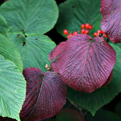 image of Viburnum lantanoides, Witch Hobble, Moosewood, Hobblebush, Tangle-legs