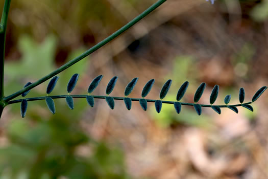 image of Astragalus michauxii, Sandhill Milkvetch, Michaux's Milkvetch