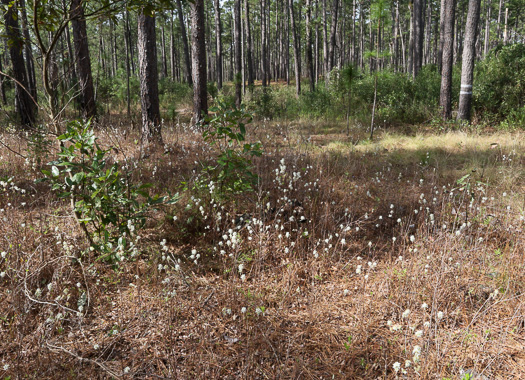 image of Amelanchier obovalis, Coastal Plain Serviceberry, Pocosin Shadbush, Coastal Serviceberry