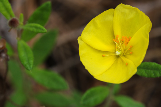 image of Crocanthemum canadense, Canada Frostweed, Canada Sunrose, Canada Rockrose