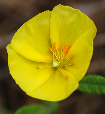 image of Crocanthemum canadense, Canada Frostweed, Canada Sunrose, Canada Rockrose