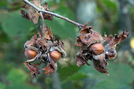 image of Corylus americana, American Hazelnut, American Filbert