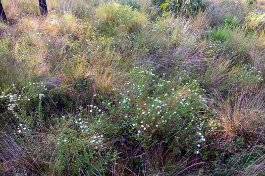 image of Dalea pinnata var. pinnata, Summer Farewell, Eastern Prairie-clover