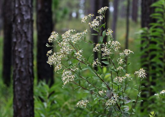 image of Doellingeria sericocarpoides, Pocosin Flat-top Aster, Southern Whitetop, Streamhead Flat-top Aster, Southern Flat-top Aster