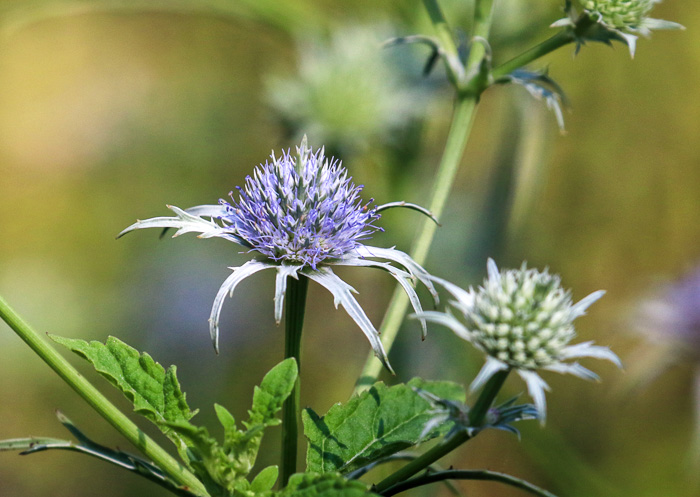 image of Eryngium aquaticum, Marsh Eryngo