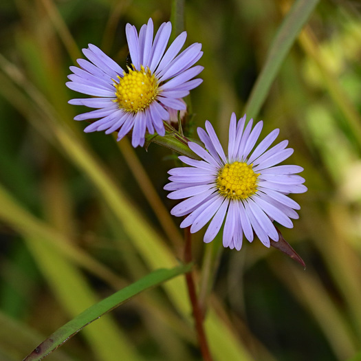 image of Eurybia paludosa, Savannah Grass-leaved Aster, Southern Swamp Aster