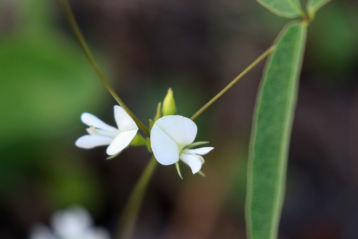 image of Galactia erecta, Erect Milkpea