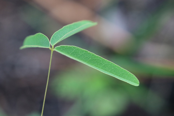 image of Galactia erecta, Erect Milkpea