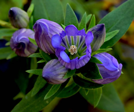 image of Gentiana catesbyi, Coastal Plain Gentian, Catesby's Gentian, Elliott's Gentian