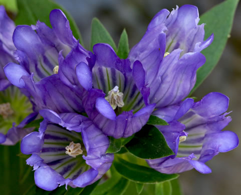 image of Gentiana catesbyi, Coastal Plain Gentian, Catesby's Gentian, Elliott's Gentian