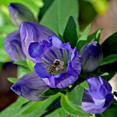 image of Gentiana catesbyi, Coastal Plain Gentian, Catesby's Gentian, Elliott's Gentian