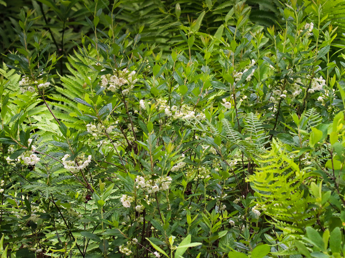 image of Kalmia cuneata, White Wicky