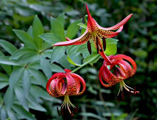 image of Lilium pyrophilum, Sandhills Lily, Sandhills Bog Lily, Fire Lily