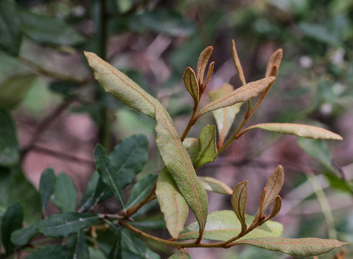 Rusty Lyonia