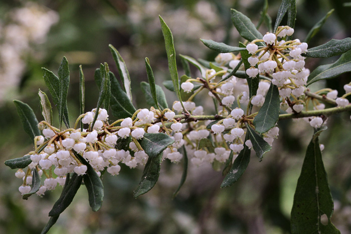 image of Lyonia ferruginea, Rusty Lyonia, Staggerbush, Dragonwood, Crookedwood